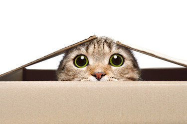 Frequently Asked Questions About Halal Food For Cats