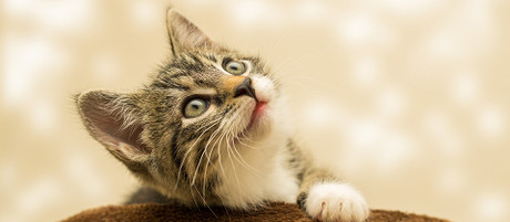How to Transition Your Cat to Halal Food