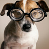 Small dog wearing
geek looking glasses