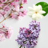"Close-up of fresh lilacs, jasmine, and cherry blossoms – floral notes featured in Love Spell wax melt by Candles by Christie."