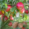 "Close-up of red apples on tree branches with cedar pinecones and needles, representing the fragrance notes of Gentle Trees Wax Melt by Candles by Christie."