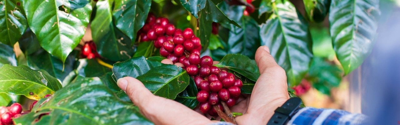 Single Origins ,Pure Place, Pure Flavor