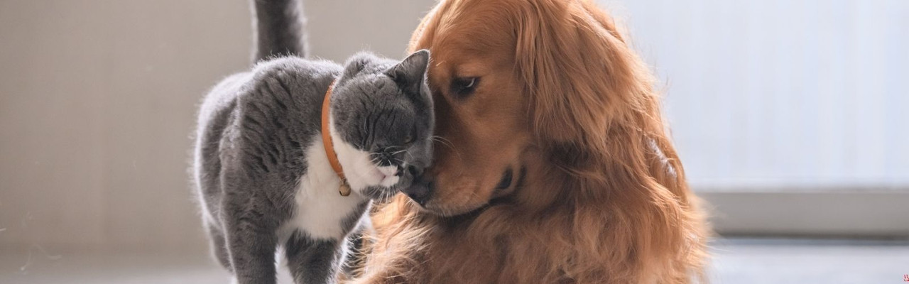 Pet Lover Mugs