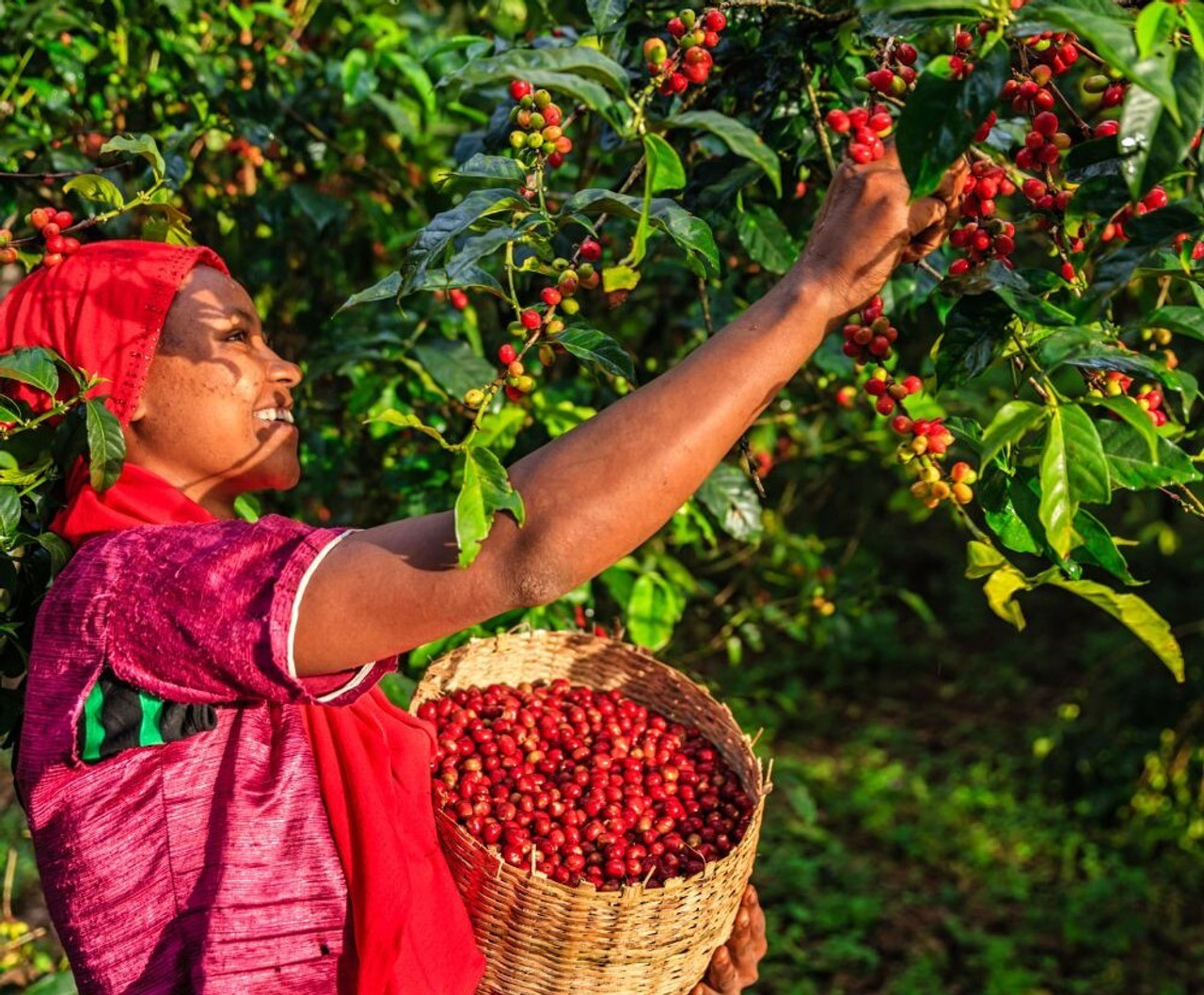 Africa — Sparkling acidity, Floral aromatics