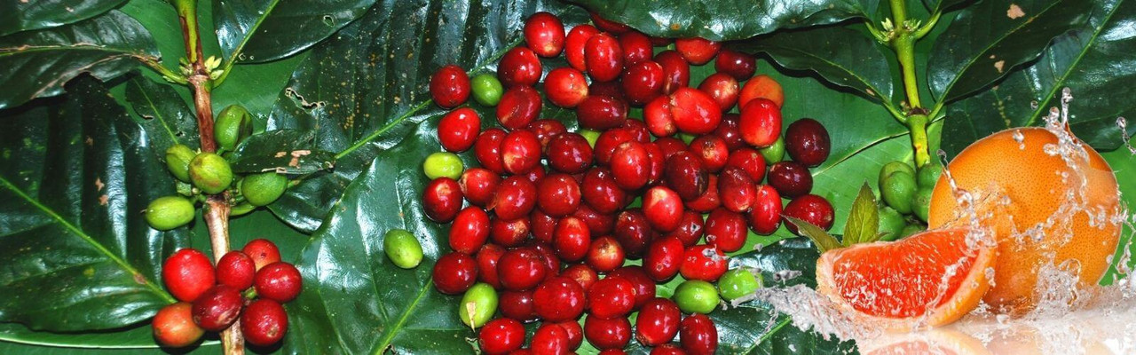 Light Roast Coffee-Bright, Sweet & Fruit Forward