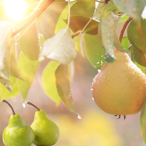 Dewy pears hanging from a tree branch in warm morning sunlight