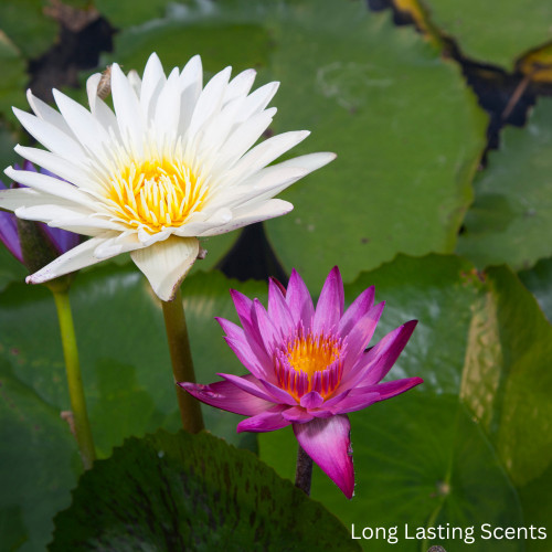 Pink and white water lilies floating on calm green water.