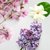 candles by christie romantic wax melts