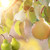Ripe Pears on pear tree
