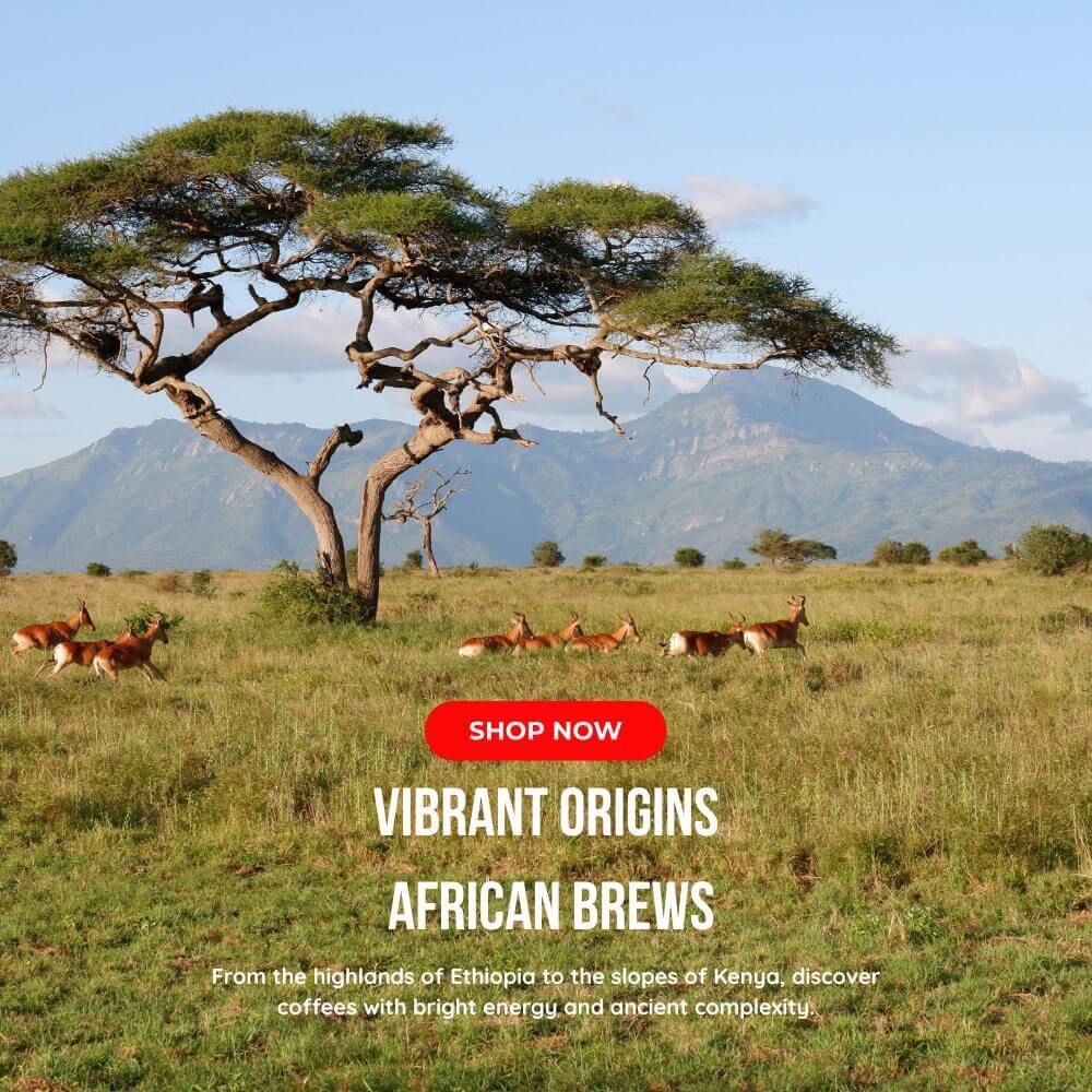 Wild animals roaming the African highlands – capturing the spirit of bold and fruity coffees from Ethiopia and beyond