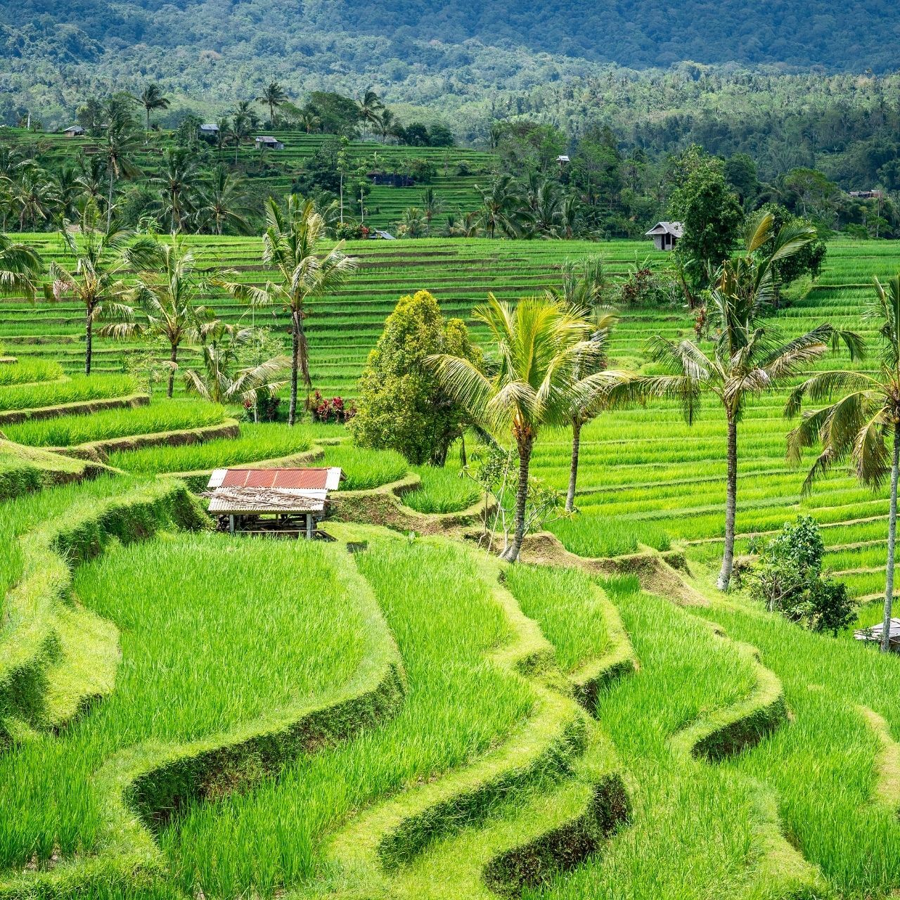 Bali farm land view