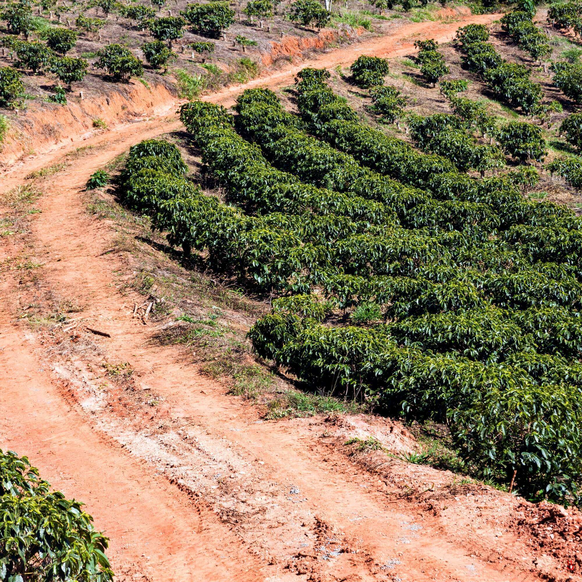 Rows of coffee trees on red soil curving along a Brazilian hillside