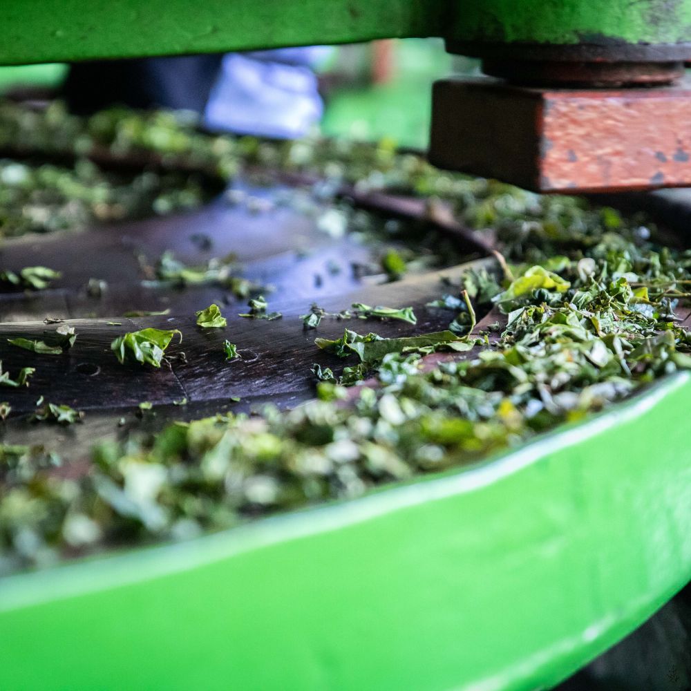 Tea leaves being rolled (placeholder image)