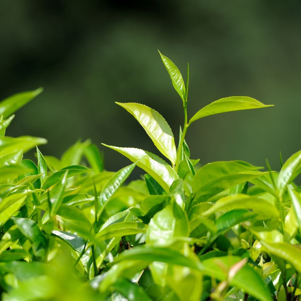 Tea leaves withering (placeholder image)