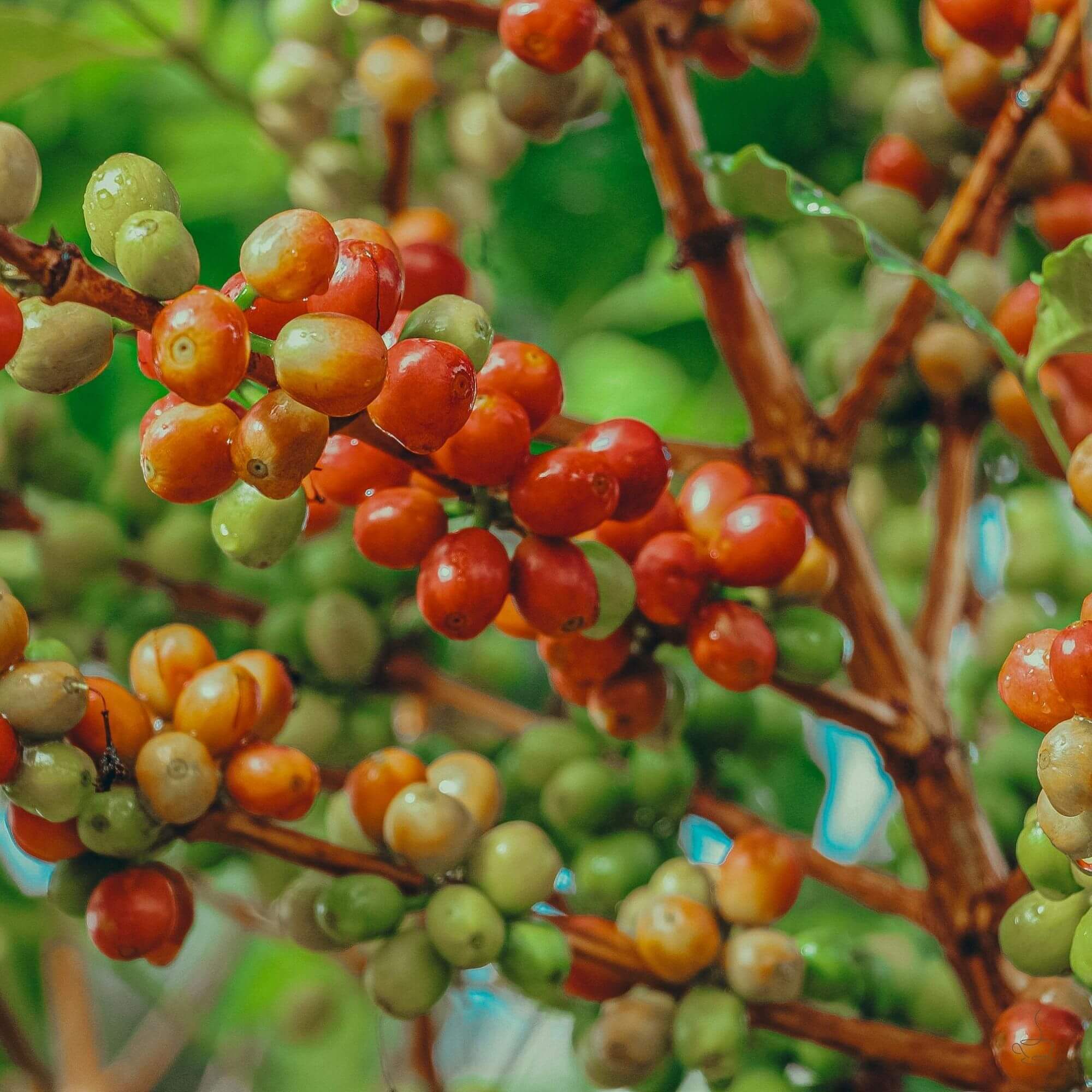 Coffee cherry collection and hillsides in Burundi