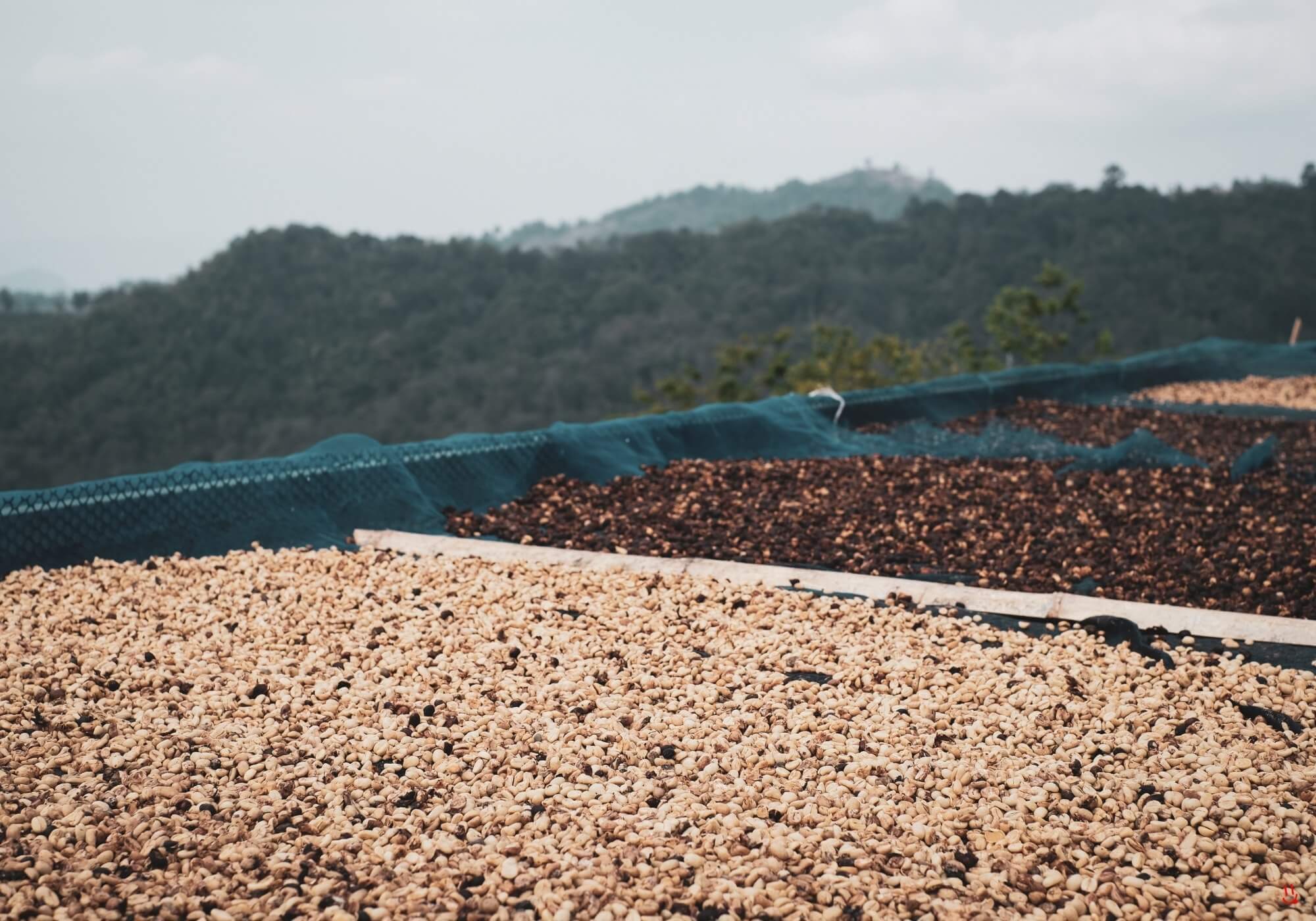 Washed coffee parchment drying