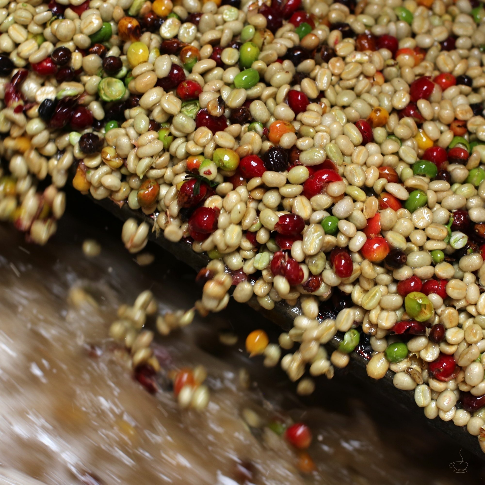 Coffee parchment being washed in channels at a wet mill