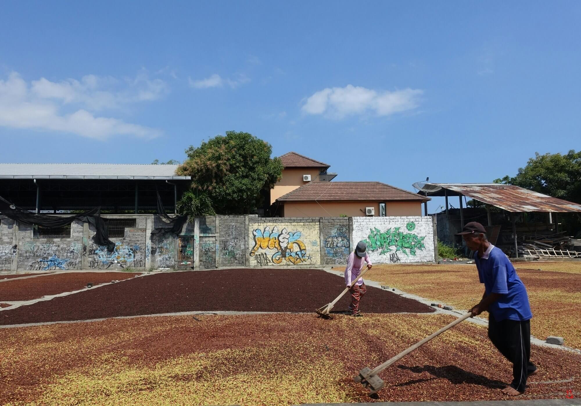 Illustration of coffee cherries, beans, and brew gear