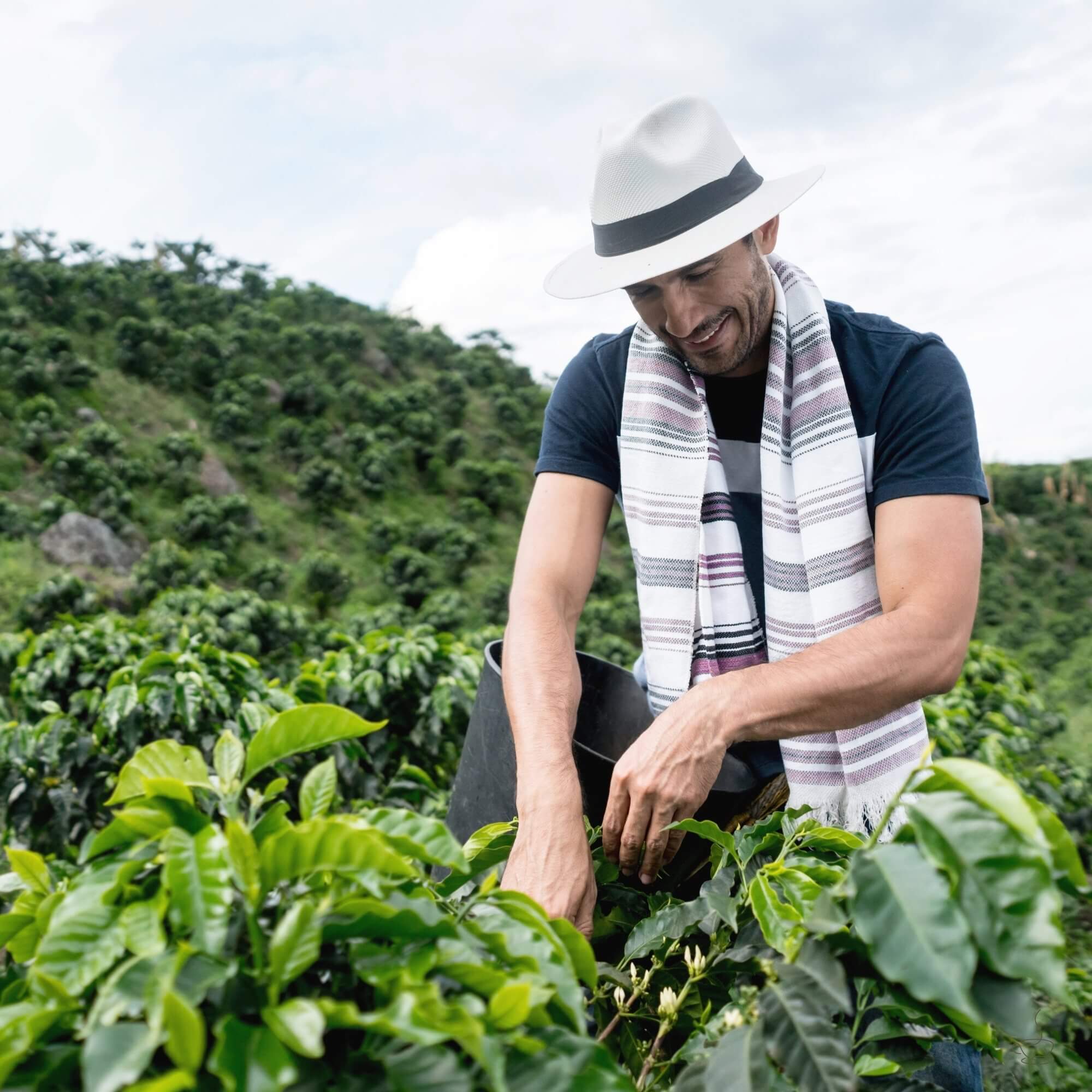 Picker selecting ripe red coffee cherries in Colombia