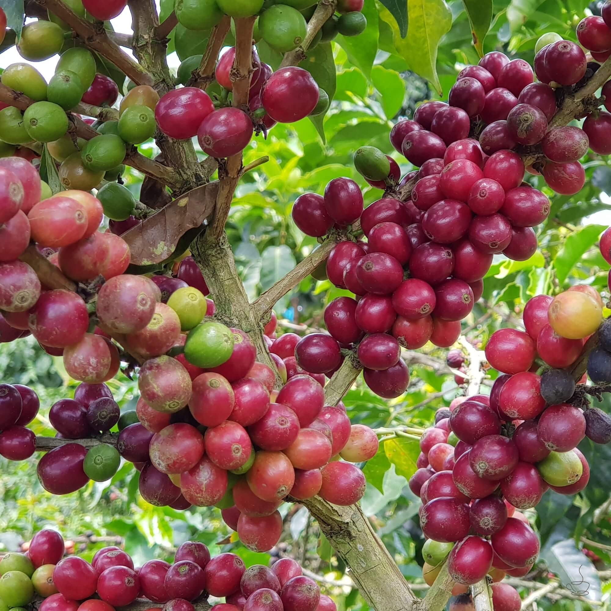 Close-up of ripe Colombian coffee cherries