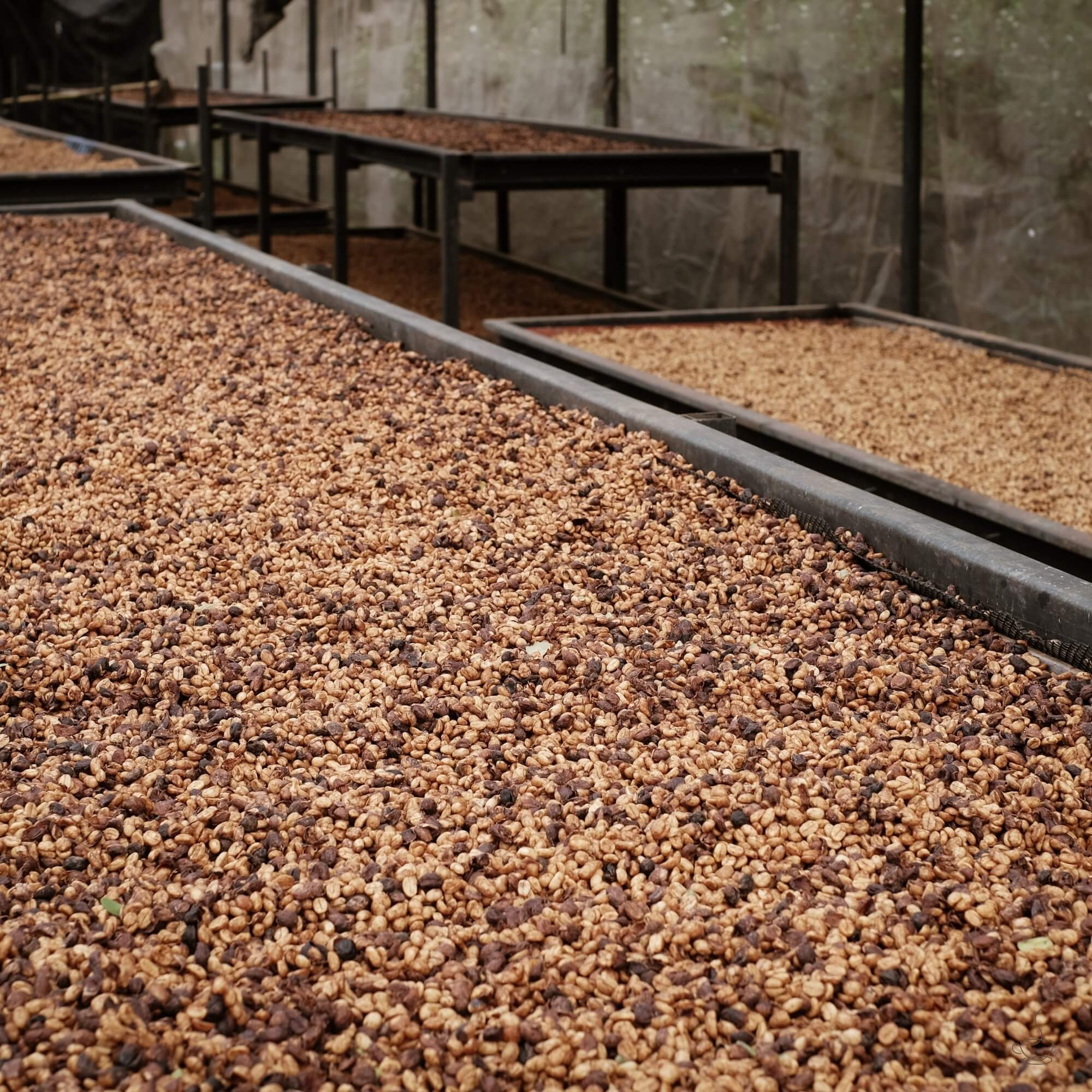 Costa Rica honey process beds at a micromill
