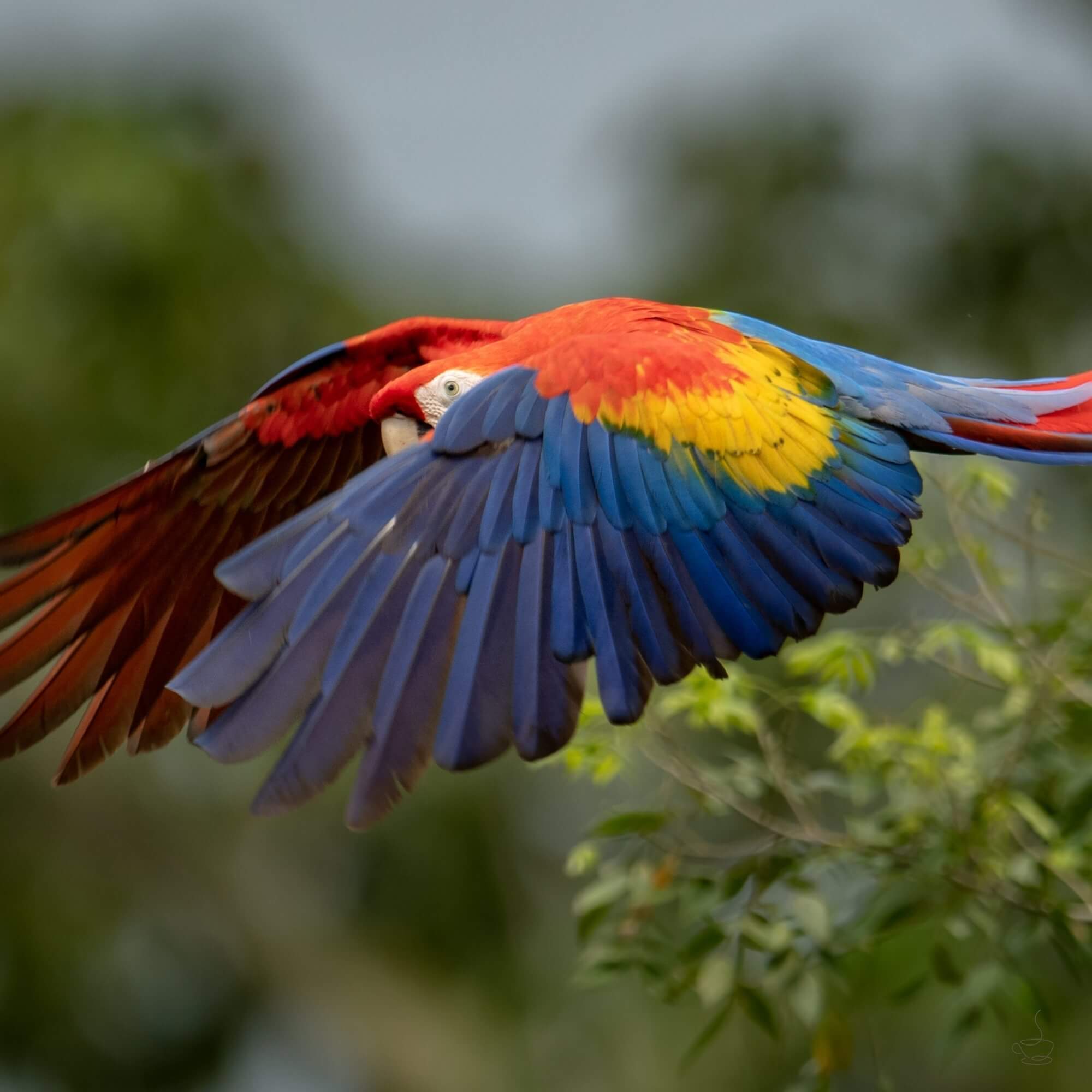 Terraced coffee farms in Costa Rica with volcanic mountains in the background