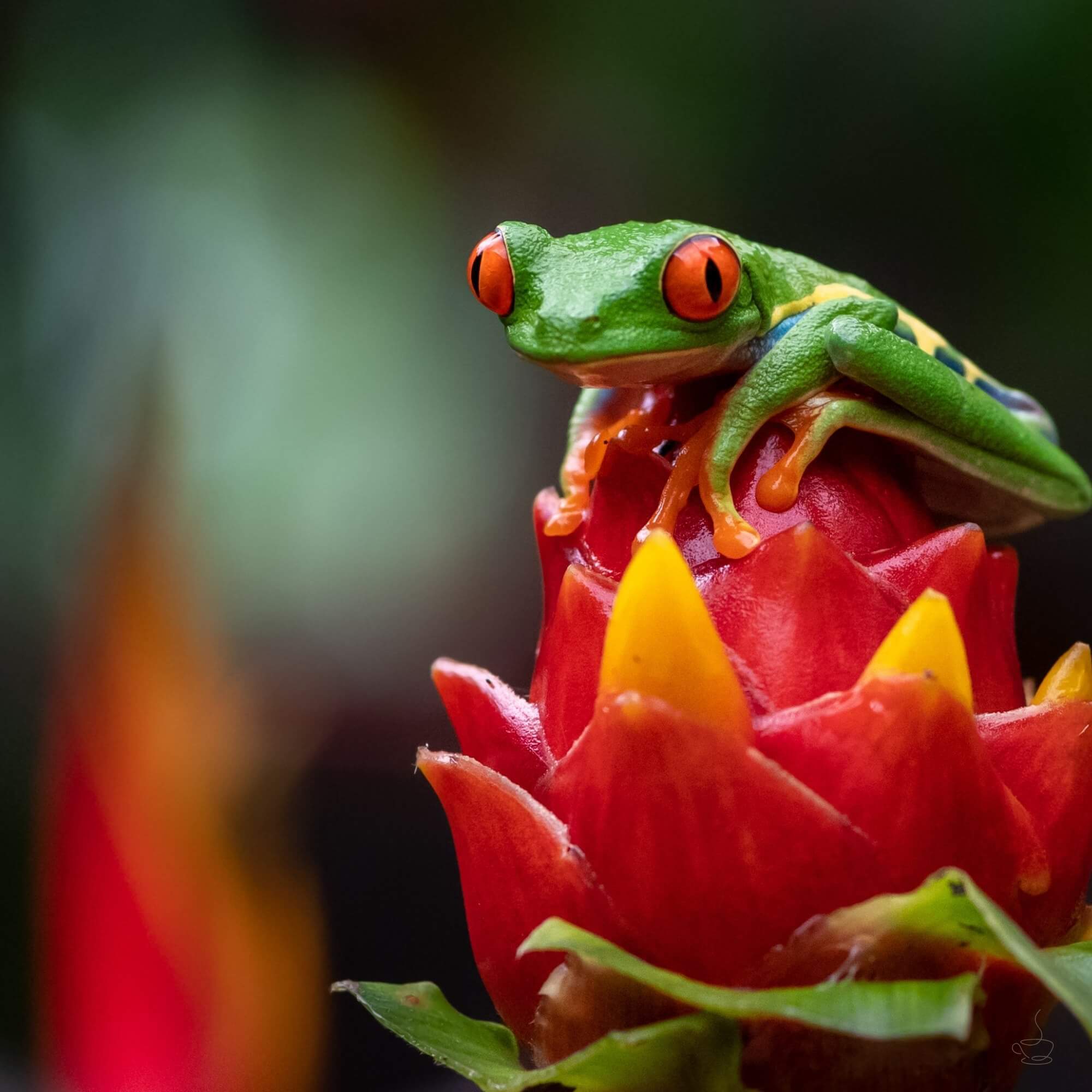 River and forest landscape in Costa Rica