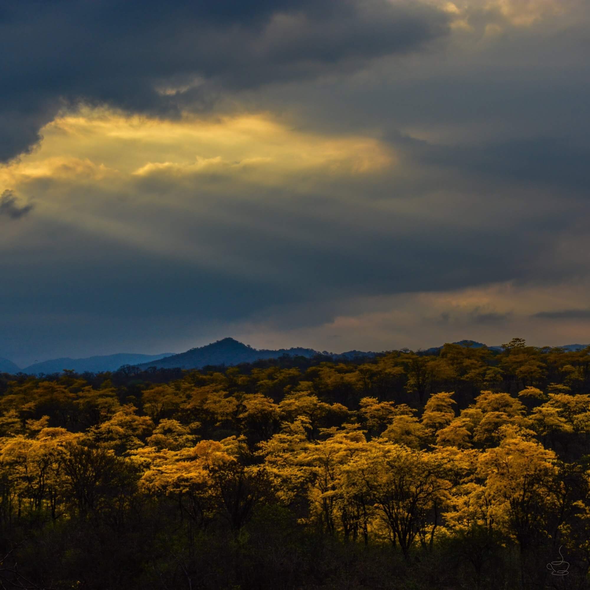 Loja coffee landscape with terraced farms