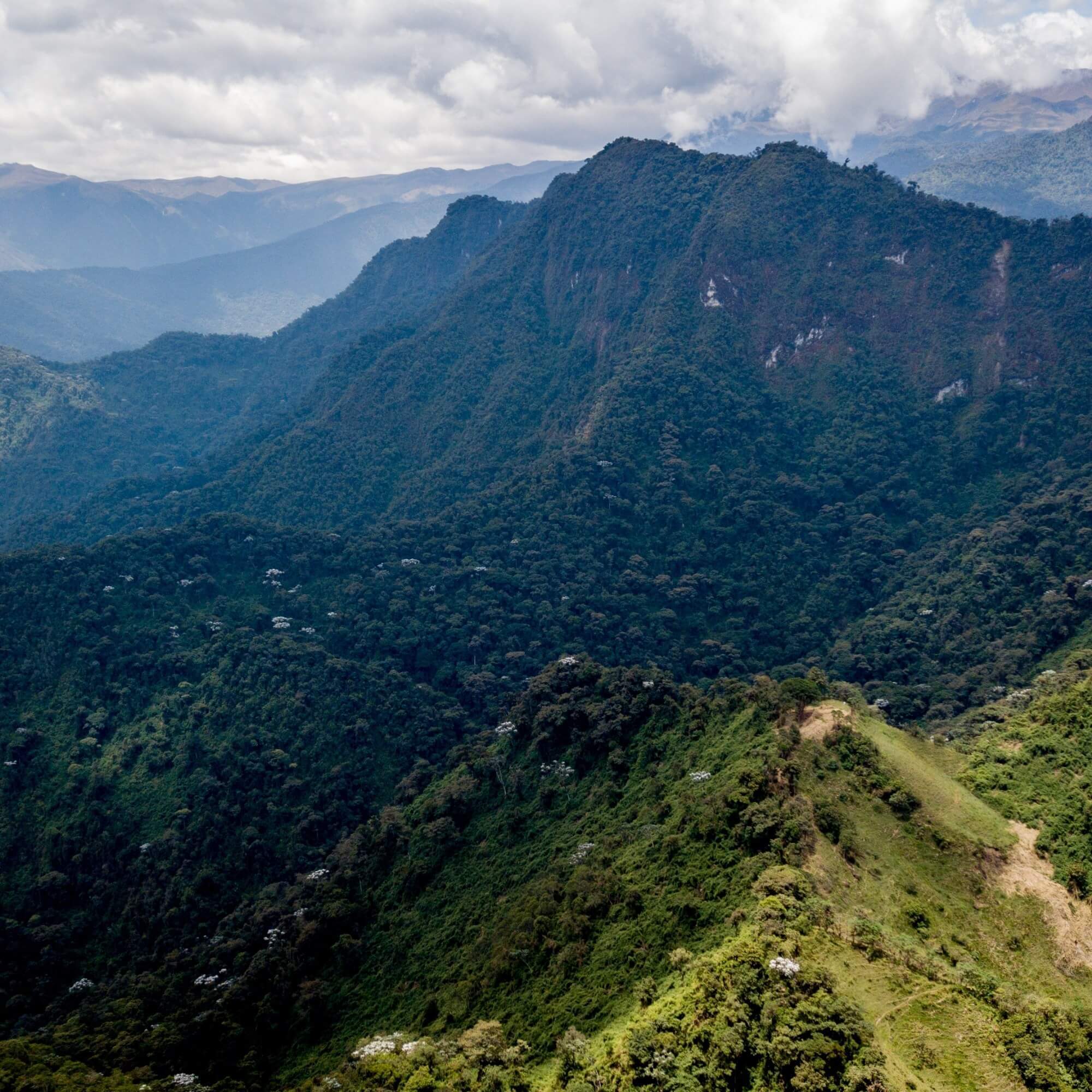 Ecuadorian coffee farm on steep Pichincha slopes