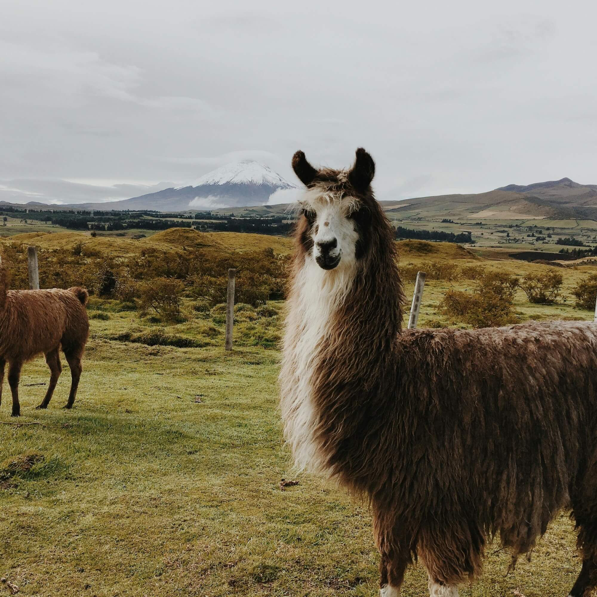 Ecuadorian coffee producer standing among coffee plants