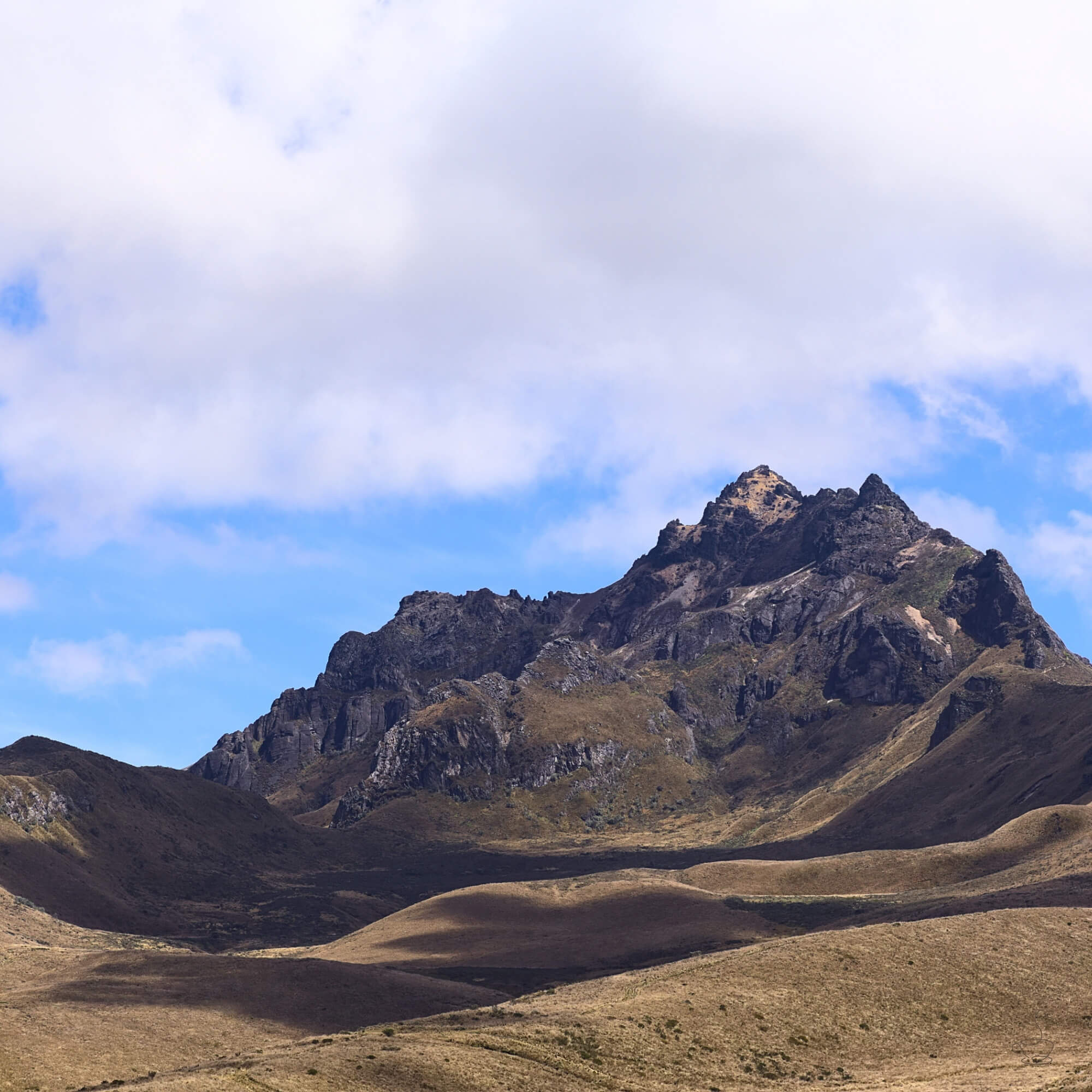 Coffee farm near forested mountains in Ecuador