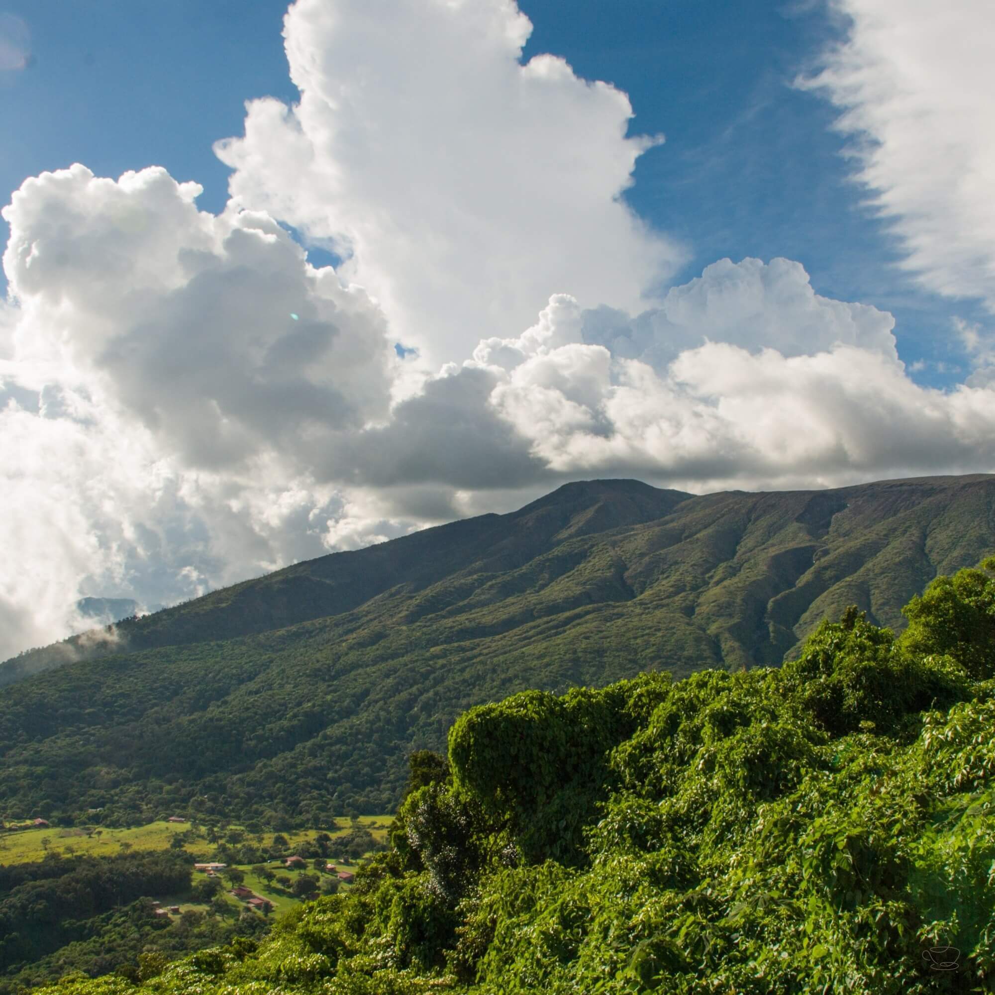 Santa Ana volcano and coffee slopes