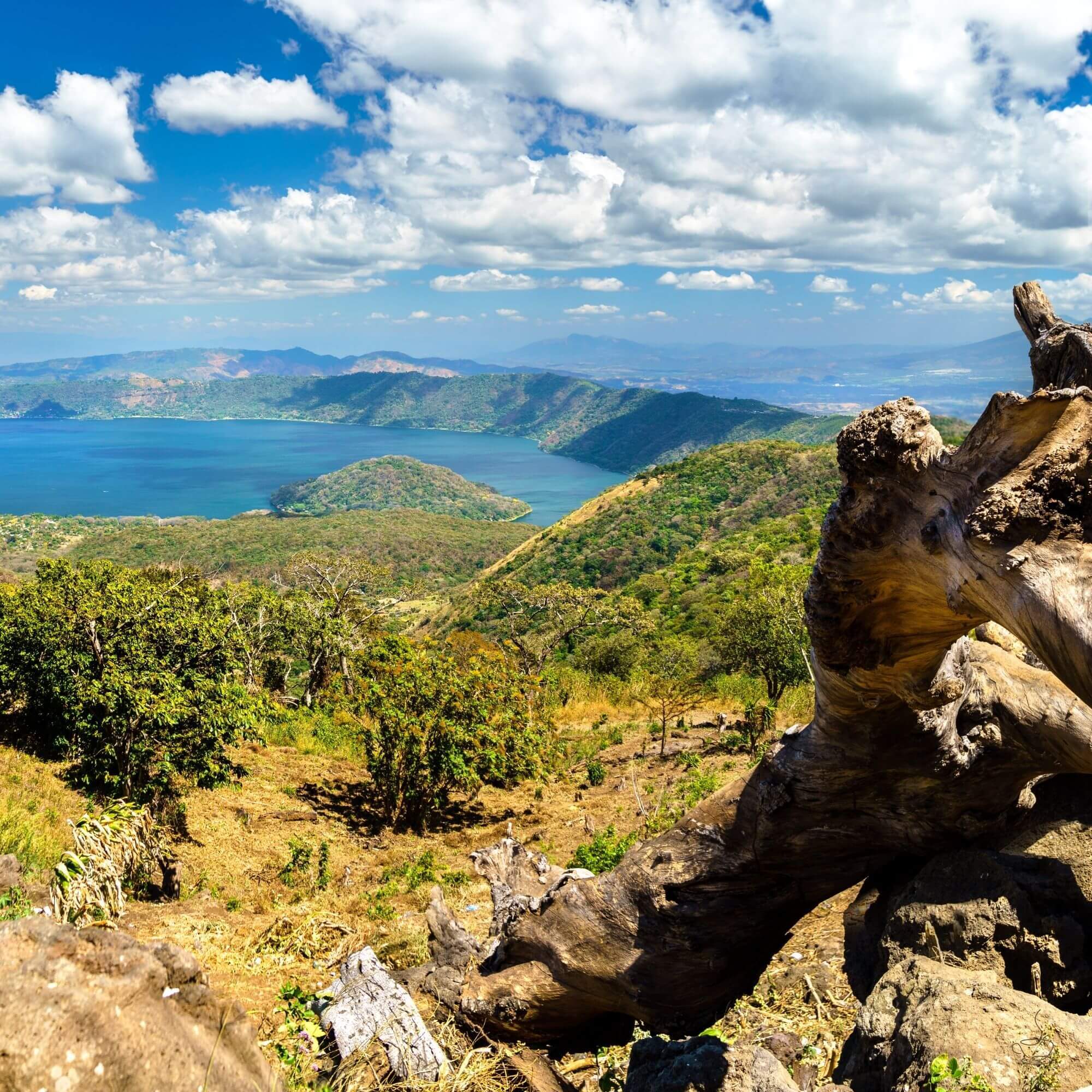 El Salvador coffee farm with shade trees