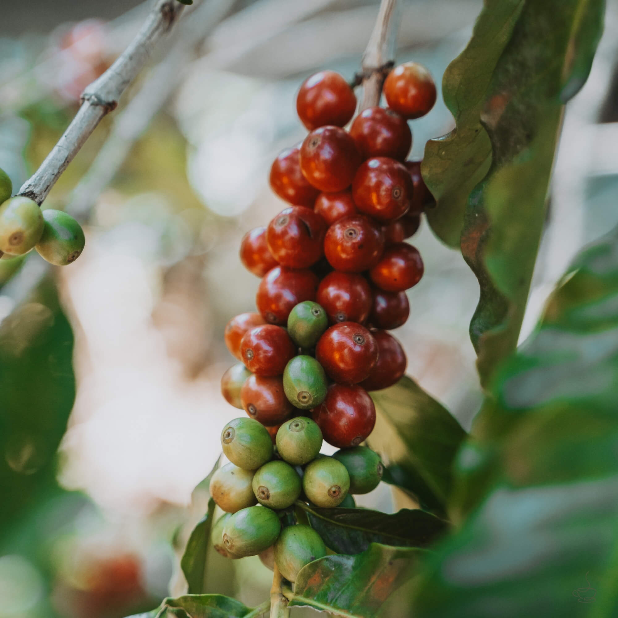 El Salvador coffee farm on green volcanic slopes at sunrise