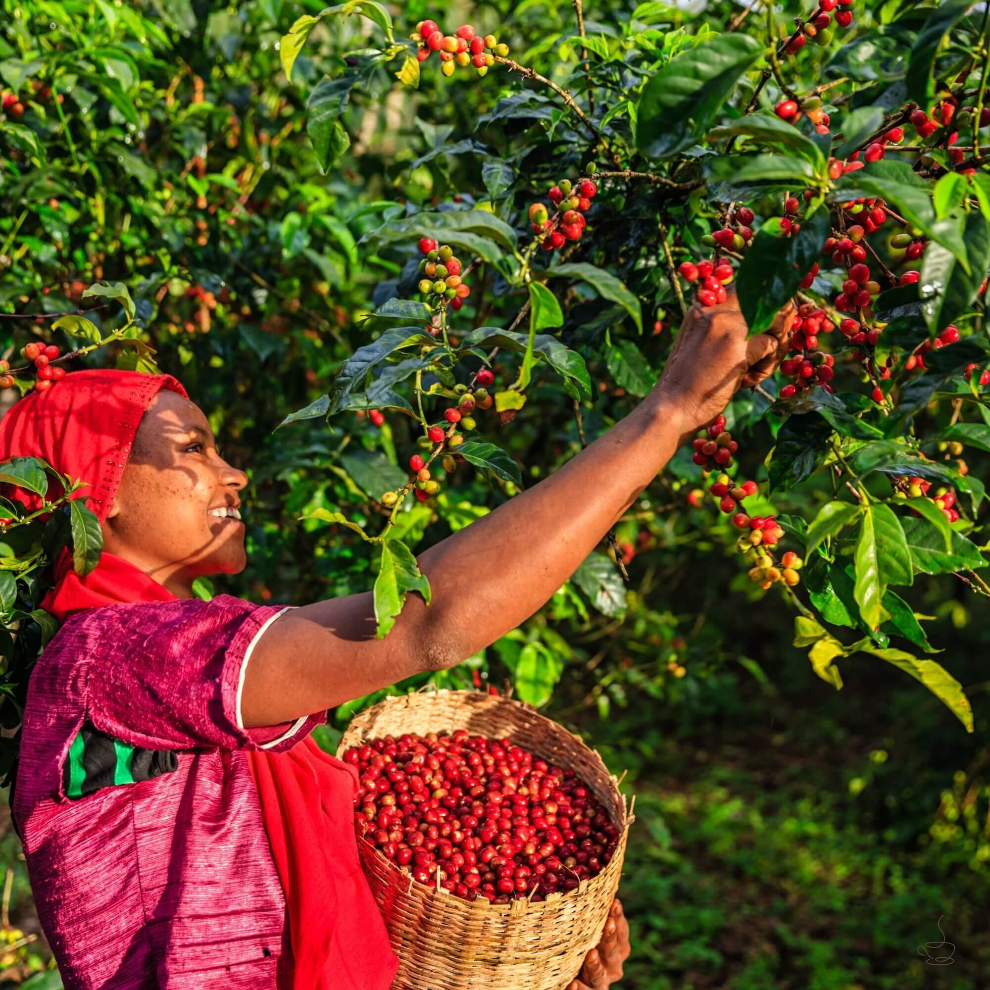 Guji forest coffee landscape