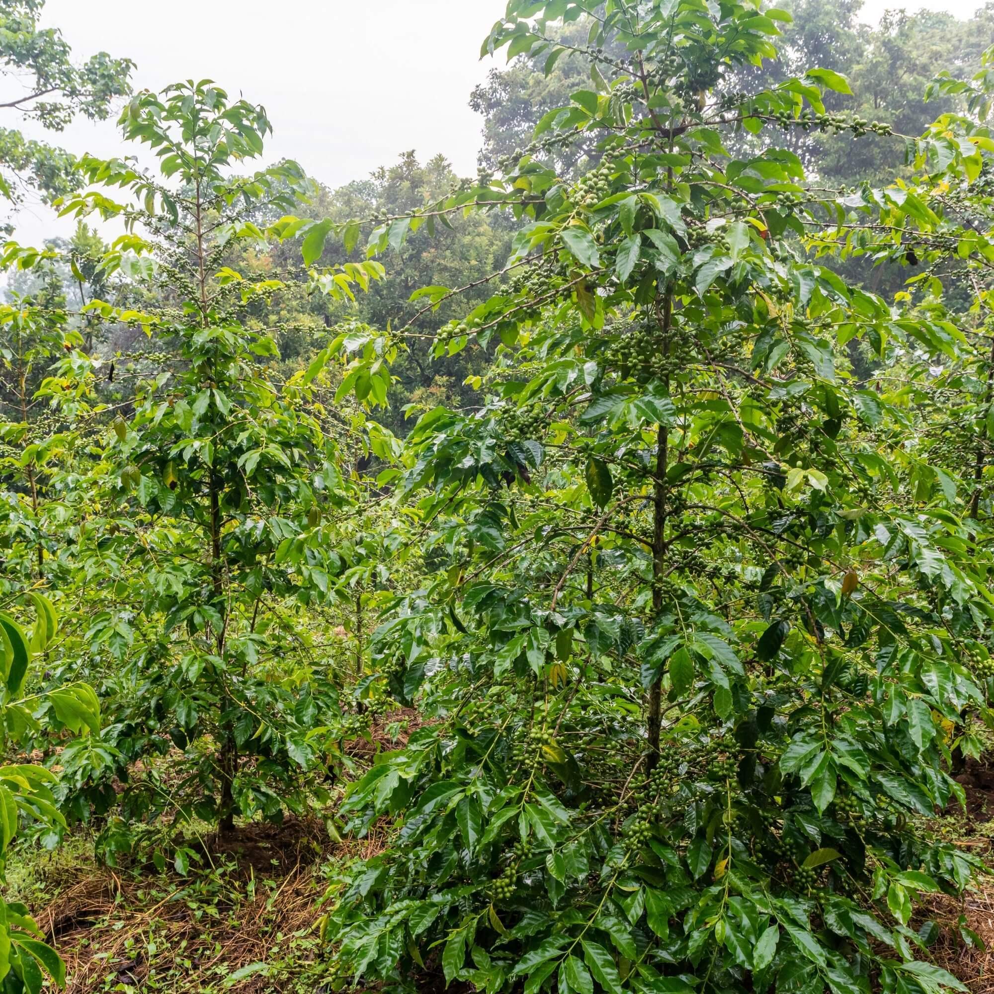 Ethiopian highland coffee landscape with terraced farms