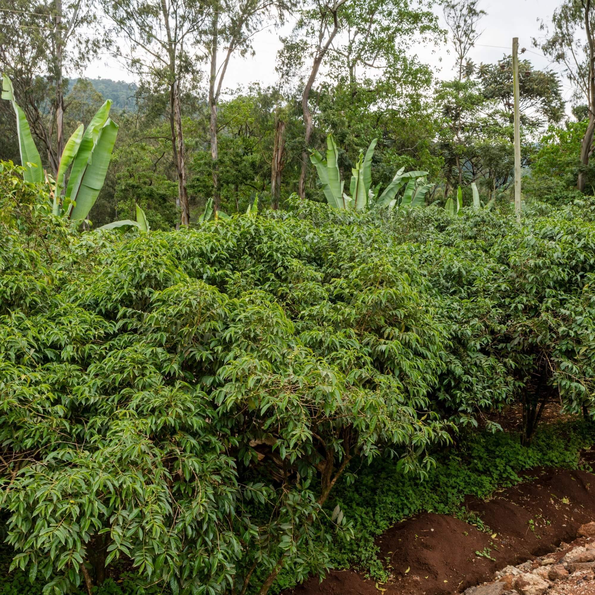 Yirgacheffe washing station with raised beds