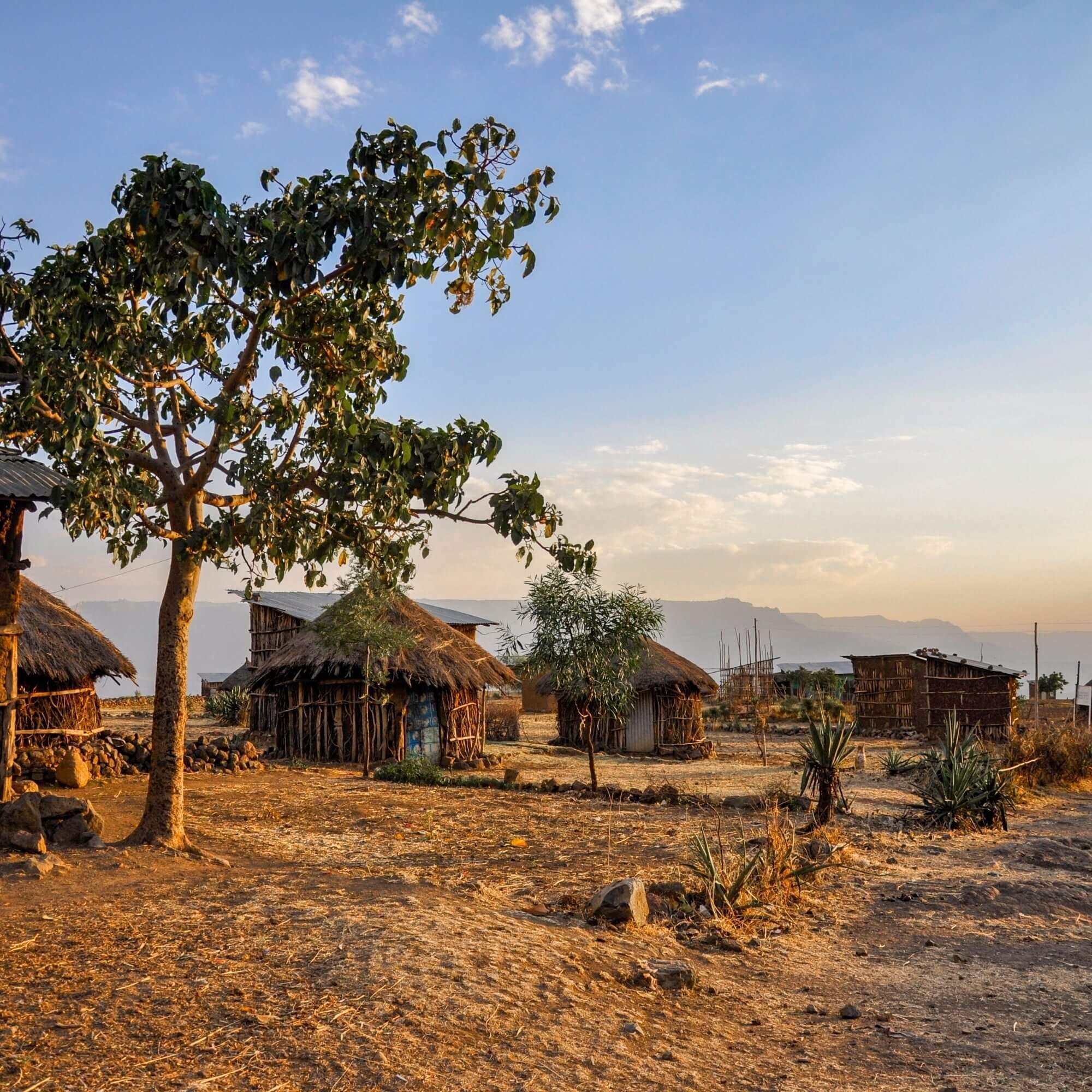 Coffee drying on raised beds in Ethiopia