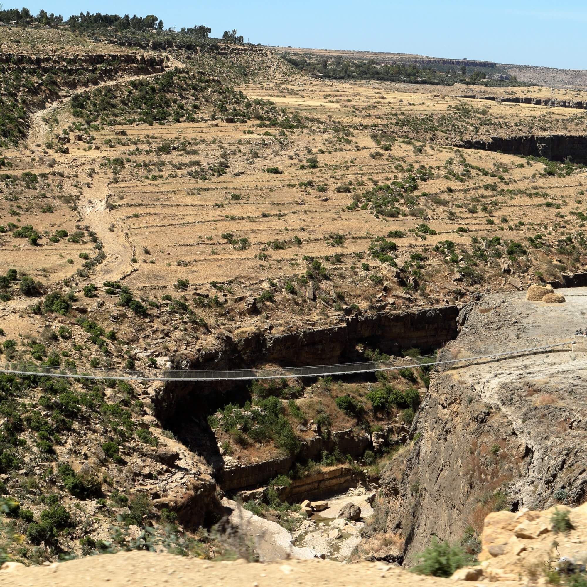 Ripe red coffee cherries on Ethiopian coffee trees