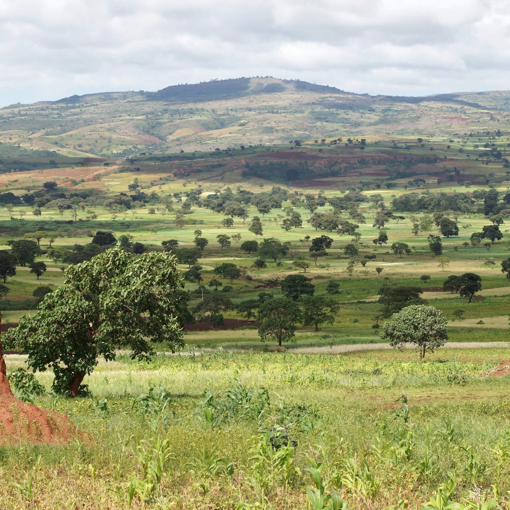 Sidama coffee area landscape