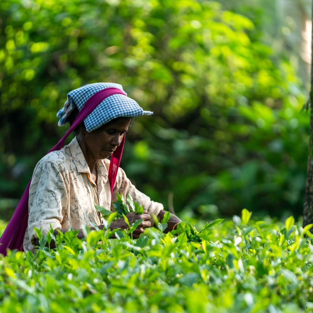 Tea leaves being picked (placeholder image)