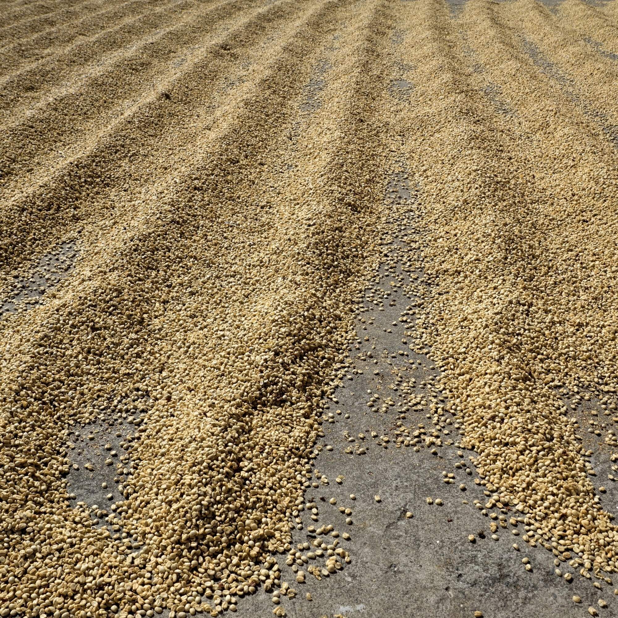 Coffee drying patios in Guatemala