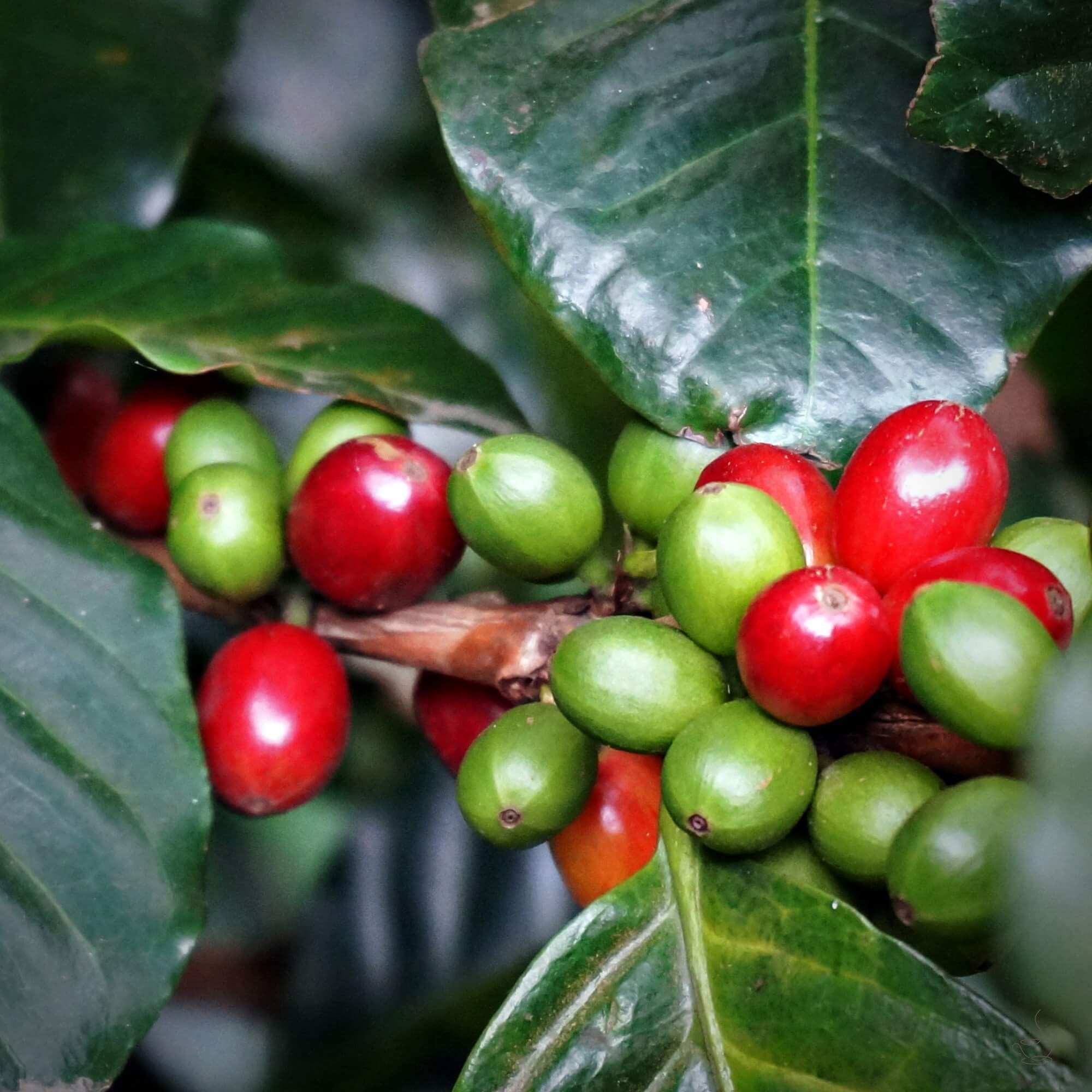 Hand holding ripe coffee cherries in Guatemala