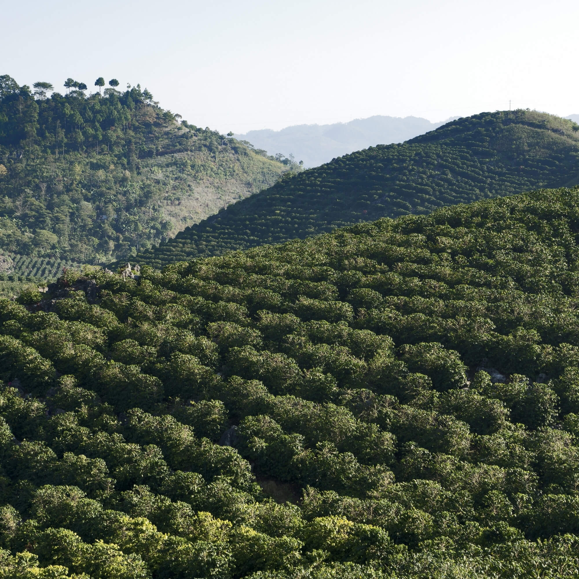 Guatemalan coffee farm on volcanic slopes with morning mist