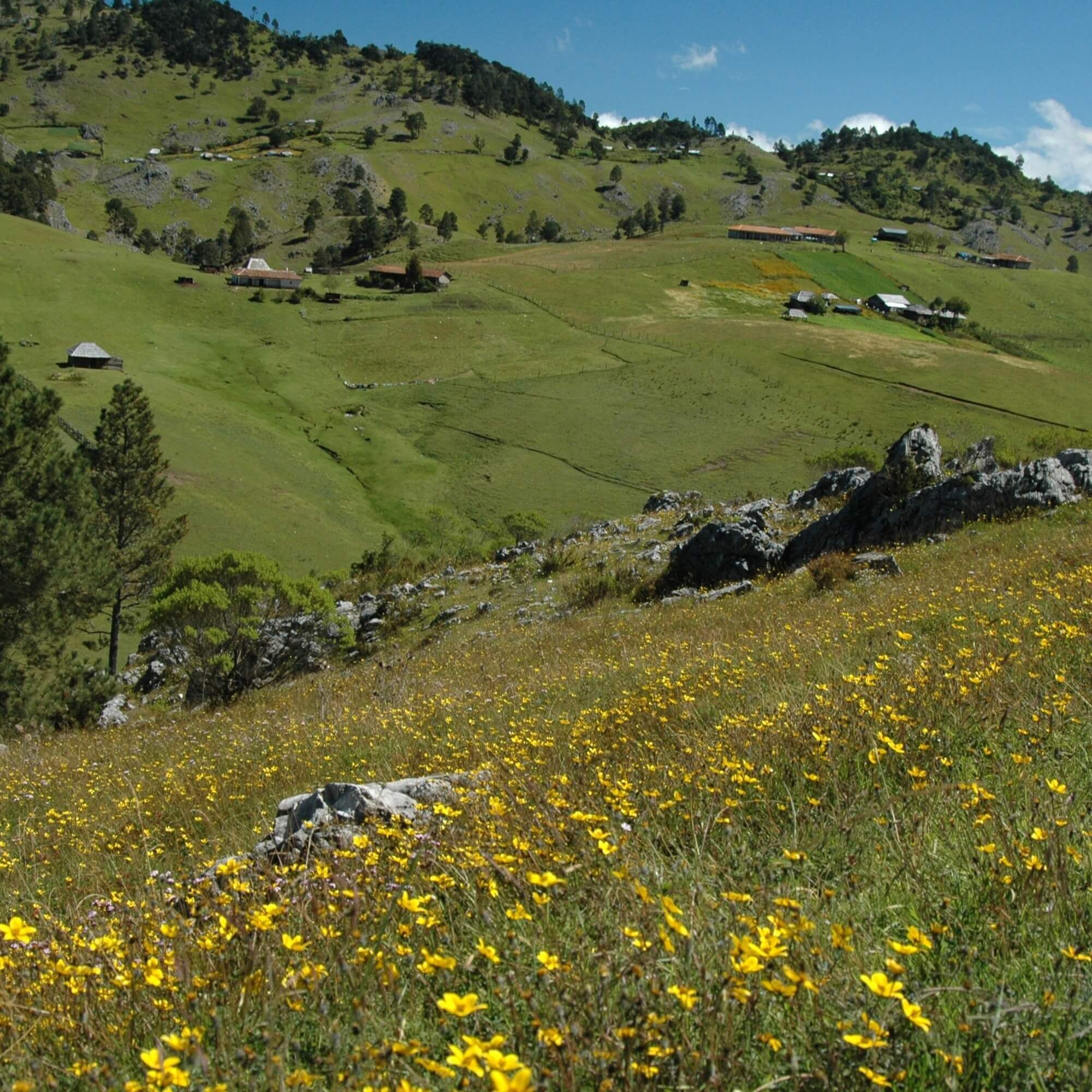 Steep coffee slopes in Huehuetenango