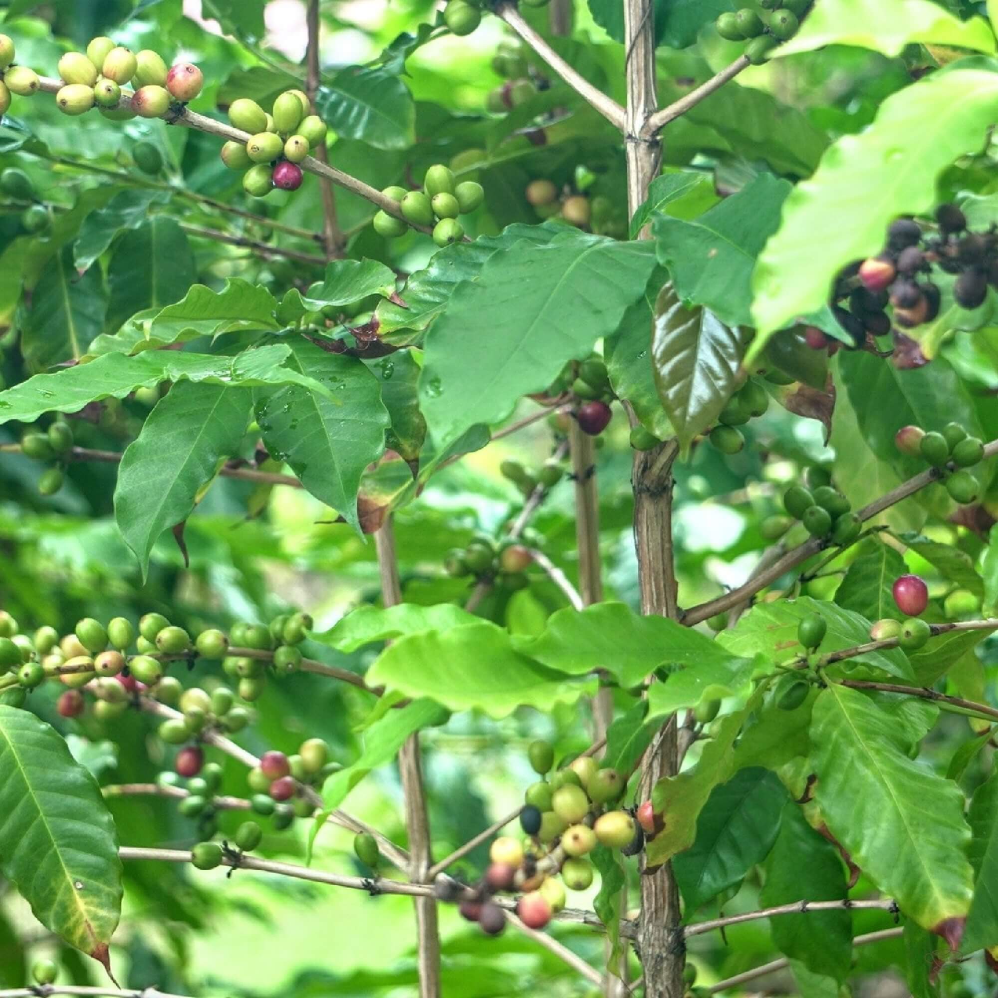 Hawaiian coffee producer inspecting coffee plants