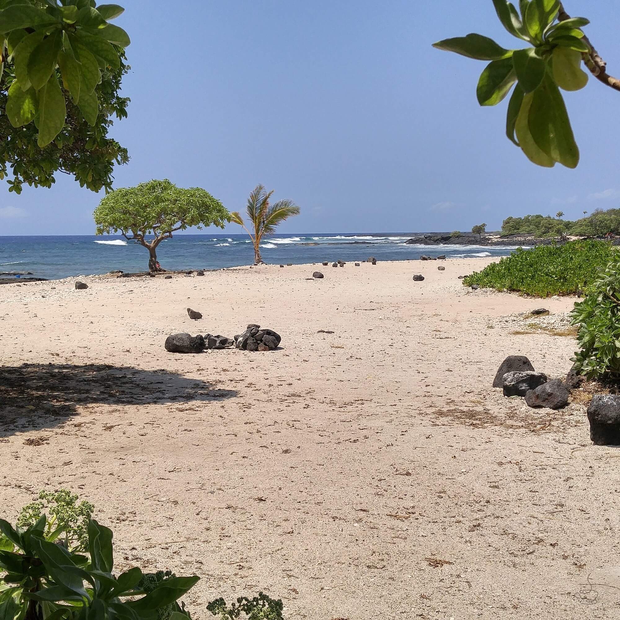 Washed process coffee at a Hawaiʻi wet mill