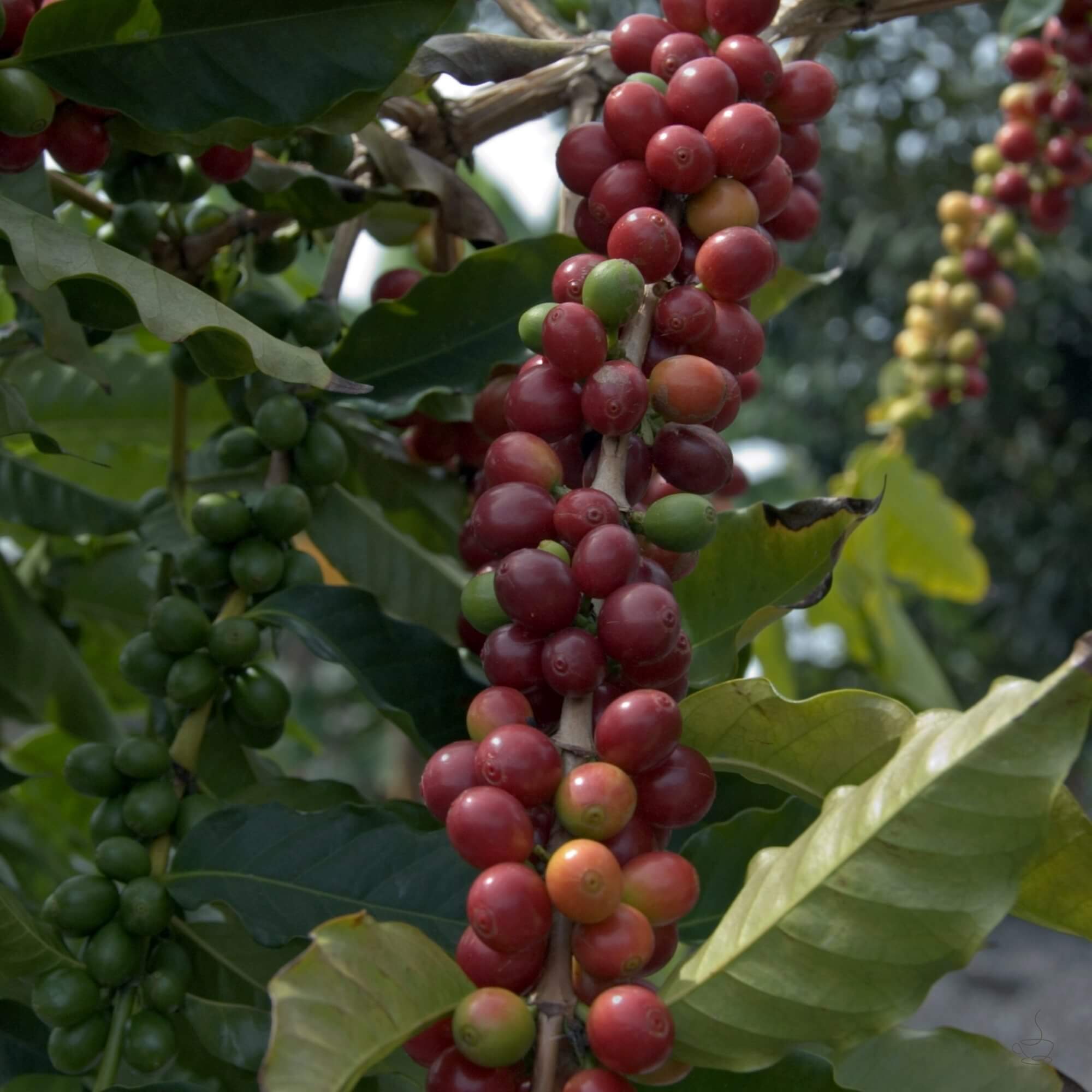 Kona coffee trees on volcanic slopes above the ocean