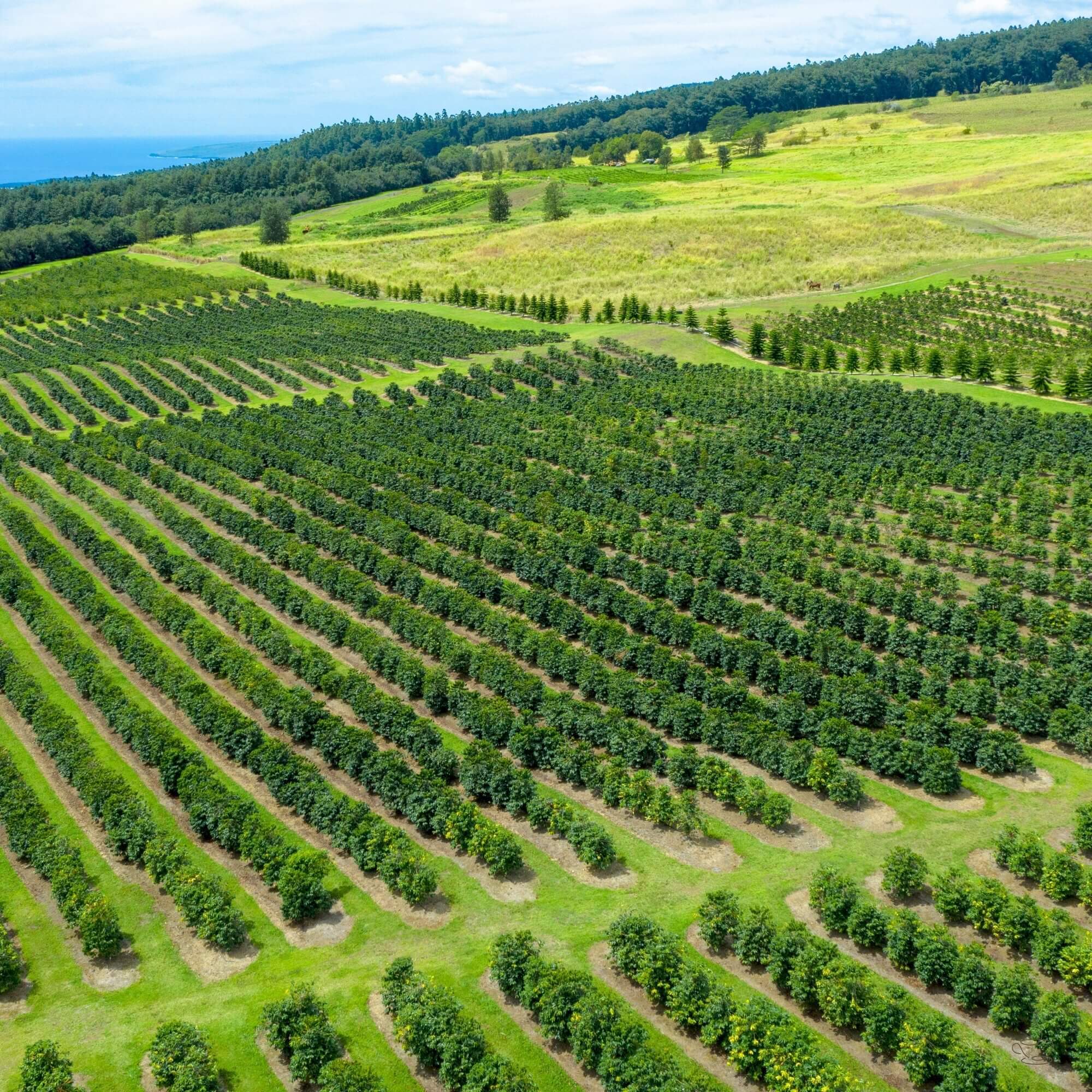 Hawaiian coffee farm on volcanic slopes overlooking the ocean
