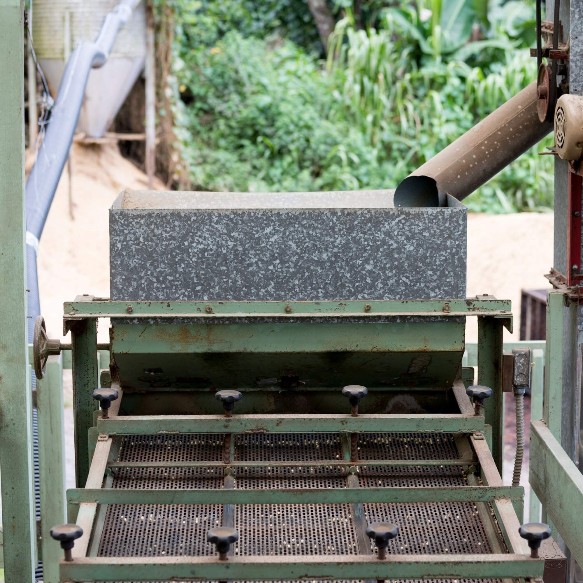 Ripe red coffee cherries in Hawaiʻi